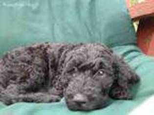 Labradoodle Puppy for sale in Cohocton, NY, USA