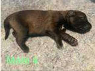 Belgian Malinois Puppy for sale in Stratford, OK, USA
