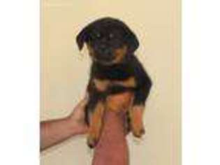 Rottweiler Puppy for sale in Sun Valley, CA, USA