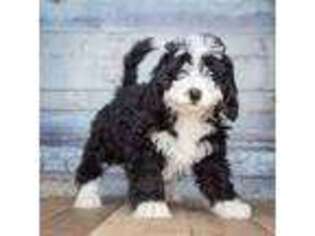 Bernese Mountain Dog Puppy for sale in Fort Collins, CO, USA