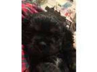 Cocker Spaniel Puppy for sale in Milford, NH, USA
