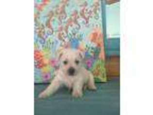 West Highland White Terrier Puppy for sale in Ponce De Leon, FL, USA