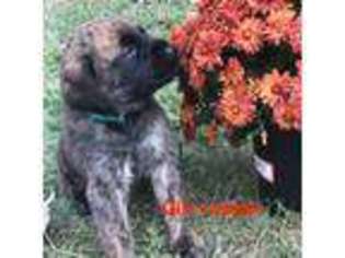 Mastiff Puppy for sale in Bettendorf, IA, USA