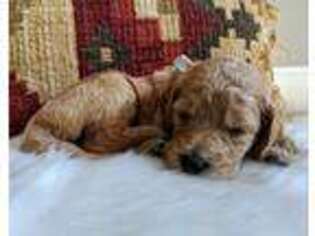 Goldendoodle Puppy for sale in Fishersville, VA, USA
