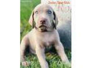 Weimaraner Puppy for sale in Sioux Center, IA, USA