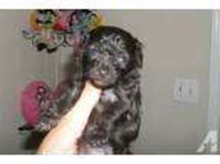 Mutt Puppy for sale in SULPHUR, LA, USA