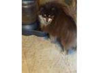 Pomeranian Puppy for sale in Sidney, ME, USA