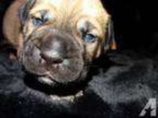 Bullmastiff Puppy for sale in BRYN MAWR, PA, USA