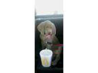 Weimaraner Puppy for sale in Freeland, MD, USA