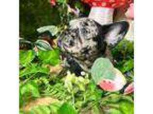 French Bulldog Puppy for sale in League City, TX, USA