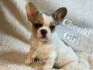 French Bulldog Puppy for sale in Livermore, CO, USA