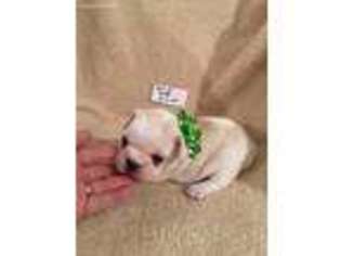 French Bulldog Puppy for sale in Atoka, OK, USA