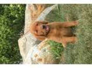 Golden Retriever Puppy for sale in Rock Rapids, IA, USA