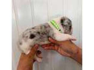 French Bulldog Puppy for sale in Denton, TX, USA