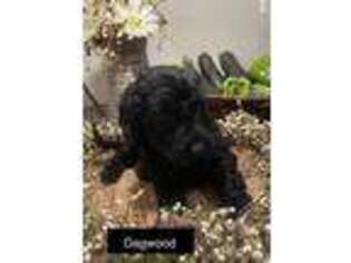 Goldendoodle Puppy for sale in Burlington, VT, USA
