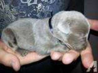 Labrador Retriever Puppy for sale in SIDNEY, NE, USA
