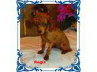 Mutt Puppy for sale in Sun Valley, NV, USA