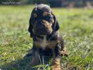 Bloodhound Puppy for sale in Ludowici, GA, USA