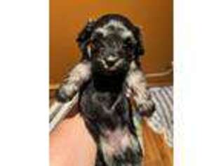 Havanese Puppy for sale in Jarrettsville, MD, USA