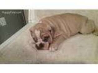 Bulldog Puppy for sale in Ooltewah, TN, USA