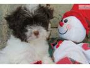 Havanese Puppy for sale in Fayetteville, AR, USA
