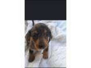 Dachshund Puppy for sale in Clifton, TN, USA