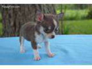 Chihuahua Puppy for sale in West Columbia, TX, USA