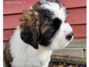 Saint Bernard Puppy for sale in Pequot Lakes, MN, USA