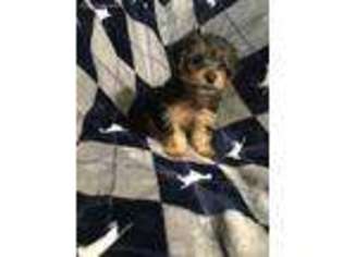 Yorkshire Terrier Puppy for sale in Carmel Valley, CA, USA