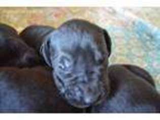 Great Dane Puppy for sale in Silverwood, MI, USA