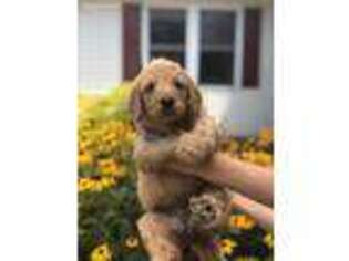 Goldendoodle Puppy for sale in Woodleaf, NC, USA
