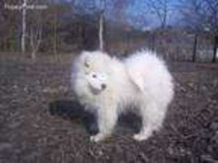 Samoyed Puppy for sale in Seattle, WA, USA