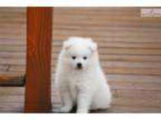 American Eskimo Dog Puppy for sale in Orem, UT, USA