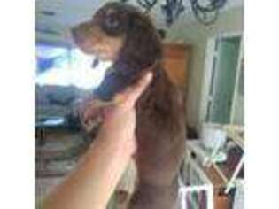 Dachshund Puppy for sale in Lehigh Acres, FL, USA