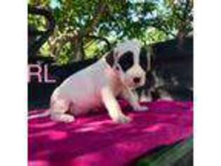 Dogo Argentino Puppy for sale in Patterson, CA, USA