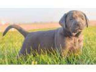 Labrador Retriever Puppy for sale in Brownstown, IN, USA