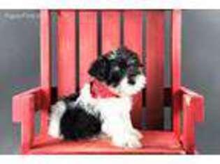 Mutt Puppy for sale in Lead Hill, AR, USA