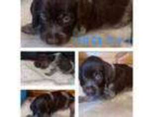Wirehaired Pointing Griffon Puppy for sale in Conway, SC, USA