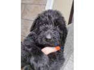 Goldendoodle Puppy for sale in Troy, AL, USA