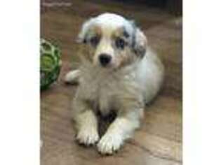 Miniature Australian Shepherd Puppy for sale in Auburn, NE, USA
