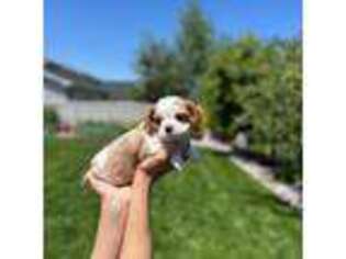 Cavalier King Charles Spaniel Puppy for sale in Boise, ID, USA