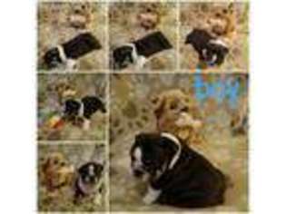 Bulldog Puppy for sale in Wakeman, OH, USA