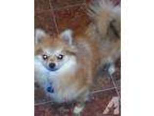 Pomeranian Puppy for sale in TERRELL, TX, USA