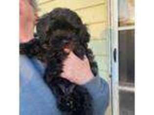 Cavapoo Puppy for sale in Franklinville, NY, USA