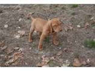Vizsla Puppy for sale in Lake Arrowhead, CA, USA