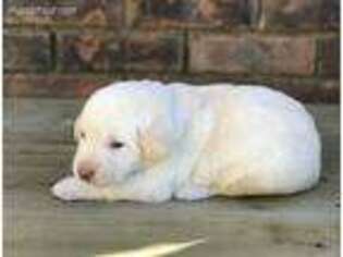 Labrador Retriever Puppy for sale in Lafayette, AL, USA