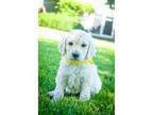 Goldendoodle Puppy for sale in Kennewick, WA, USA