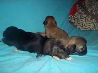 Lhasa Apso Puppy for sale in Manchester, NH, USA