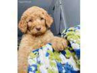 Goldendoodle Puppy for sale in Clinton, NY, USA