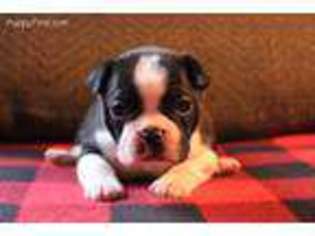 Boston Terrier Puppy for sale in Wichita, KS, USA